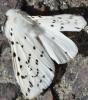 Spilosoma lubricipeda
